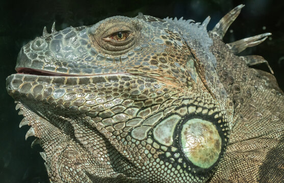 Head of a green iguana (Iguana iguana). 