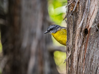 Yellow Robin Says Bonjour From Behind Tree © david hutchinson