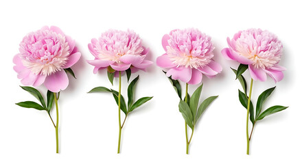 Obraz premium Four pink peonies with green leaves are standing upright on a white surface