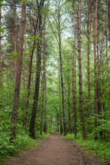 Obraz premium Mixed birch and pine forest around Moscow, Russia.