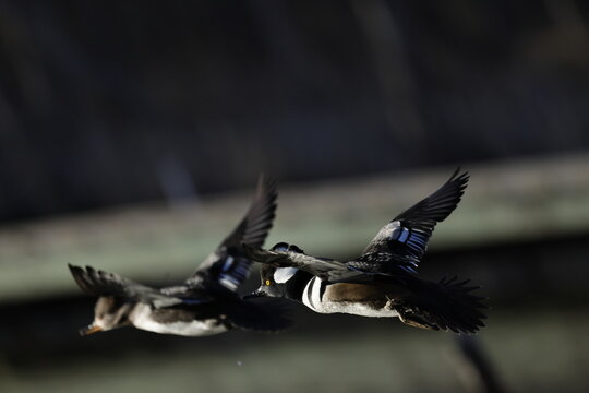 hooded merganser in flight