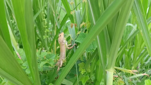 garden chameleon macrofauna (calotes versicolor) perched on a bush