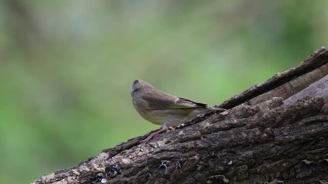 Eurasian Siskin female attacking male on a log in Florence, Italy. Wild songbirds aggressive behavior, Tuscany