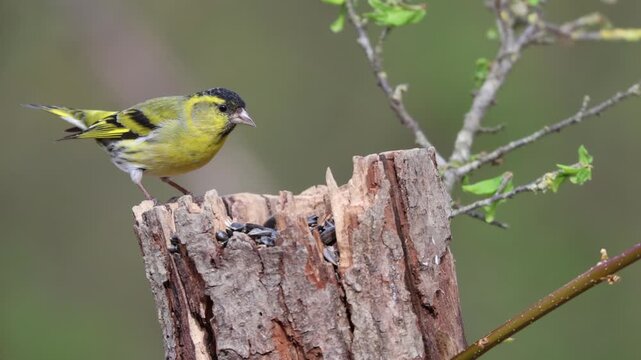 Two Eurasian Siskin males fighting on a tree stump in Florence, Italy. Wild songbirds behavior, Tuscany