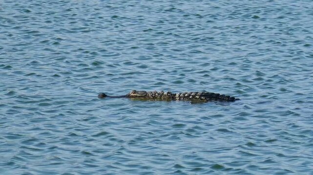 Alligator swimming across lake with rippled water waves