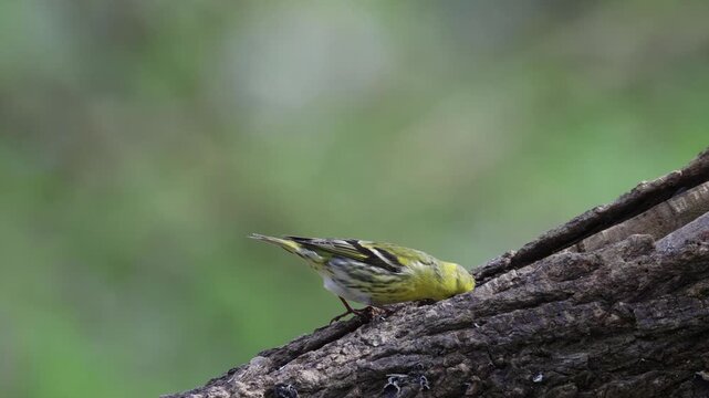 Eurasian Siskin pair perched on a log in Florence, Italy. Wild songbirds in natural habitat, Tuscany