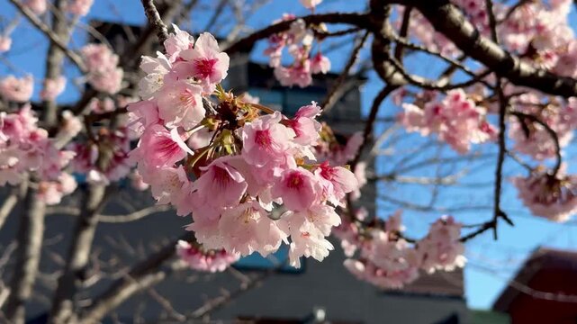 Macro View of Pink Ume Flower Details Against Clear Spring Sky 4K