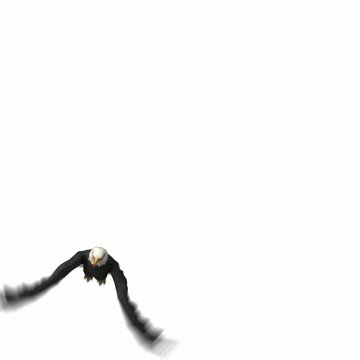 close up of a black tailed lemur