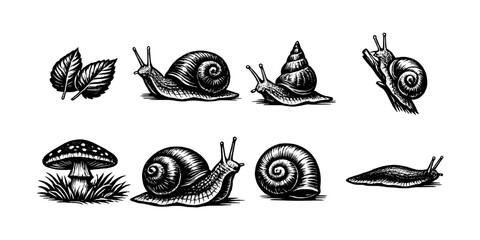 Obraz premium Collection of vintage-style illustrations of snails, slugs, leaves, and a mushroom