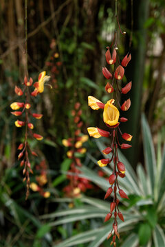 Thunbergia mysorensis, Mysore trumpetvine, Lady shoe flower or lady's slipper vine