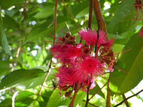Close up pink water apple flower blooming on tree branch