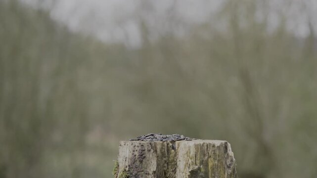 Close up of male brambling bird feeding on a stump in bright natural sunlight