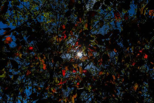 Brilliant Sunburst Through Vibrant Tropical Canopy in Waraira Repano. Sharp sunburst effect pierces through the foliage. Lush biodiversity and natural light of the mountains in Guatire, Venezuela