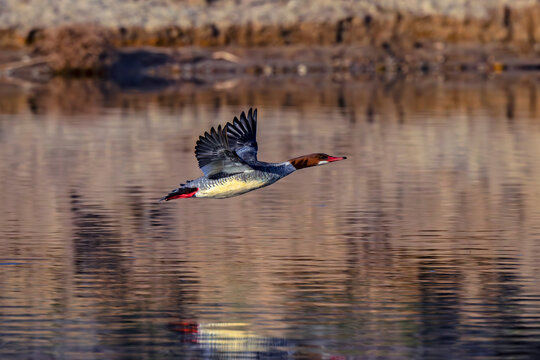 Common Merganser hen flying over the Boise River Idaho