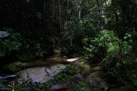 Rio Norte river in the lush mountains of Guatire, Miranda, Venezuela. Dense tropical forest and vibrant green vegetation within the Waraira Repano National Park