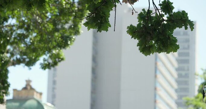 Light breeze is making leaf cluster and twig sway under tree canopy, blurring high-rise background