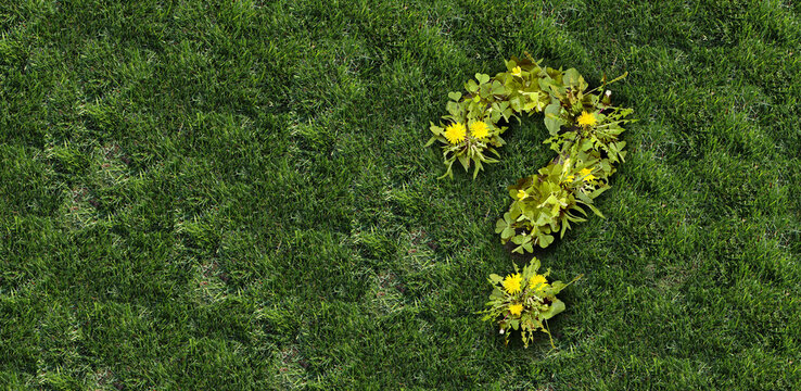 Lawn Weeds Questions Landscaping questions and Lawn disease question mark as grub damage or chinch larva damaging grass roots causing a brown patch and drought area in the turf as gardening informatio