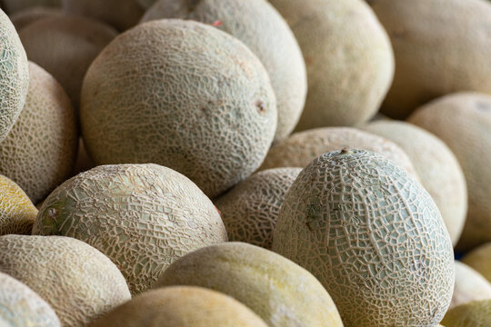 Melons in bulk supply of sweet, large, round tropical fruit. The true melon has a ribbed rind and a netted yellow-and-green . Known as rockmelon or muskmelon and are sold in grocery stores and produce