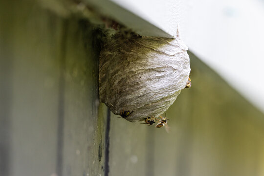 A large wasp hornet's nest is attached to a wooden wall. The grey papery material is in layers forming a round shape with a small circular opening at the bottom of the insect hive. Wasps are hovering.