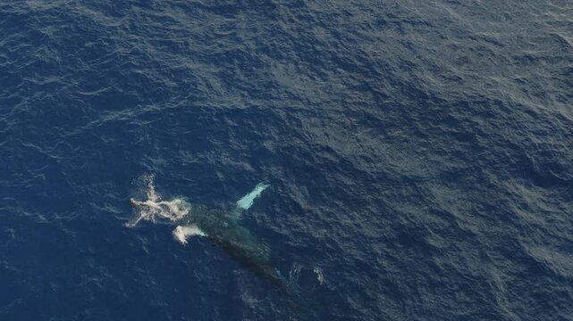 An aerial shot above a Humpback whale surfacing with spinner dolphins, Kauai, HI
