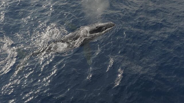 An aerial shot above a Humpback whale on the surface and then diving, Kauai, HI