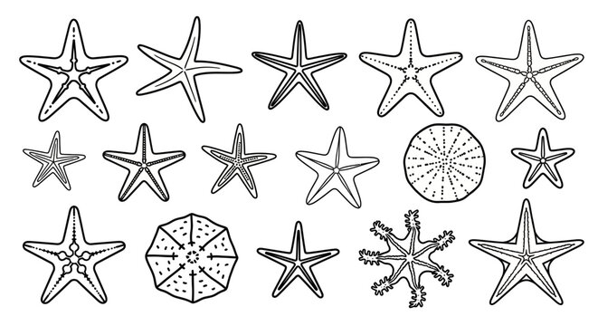 Collection of starfish and sea urchins.