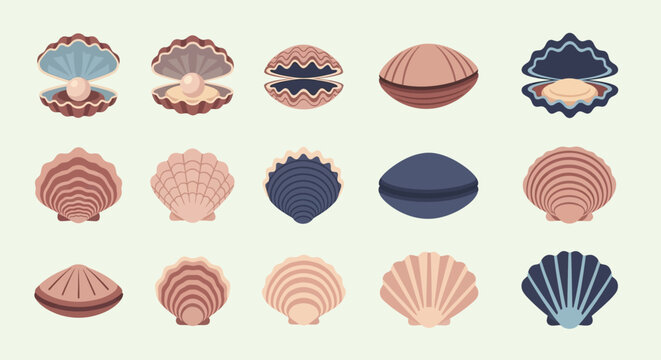 Collection of various seashells illustration.