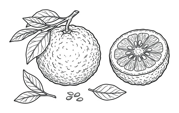 Detailed drawing of whole and cut yuzu fruit with leaves and seeds, botanical illustration
