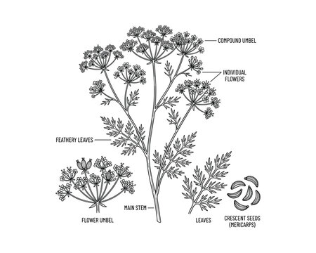 Dill plant illustration, showing seeds, leaves, and flowers