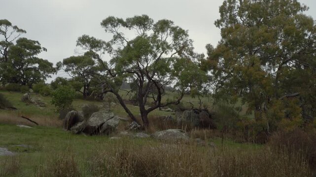 Trees And Wild Grass At Rifle Range Lookout, Bethany, Australia - Wide Shot