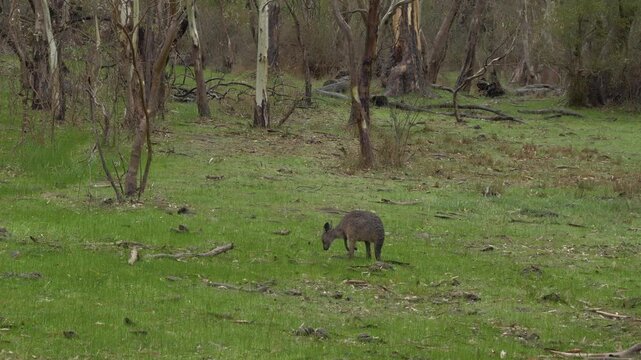 Australian Eastern Grey Kangaroos Hopping Away, Rifle Range Lookout In Australia - Wide Shot