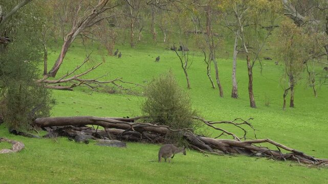 Australian Kangaroo In Its Natural Habitat In Rifle Range Lookout, Australia - Wide Shot