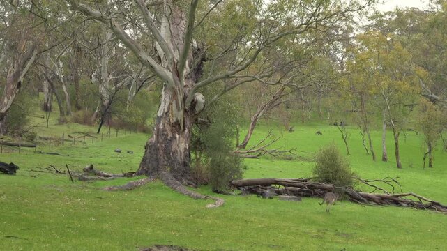 Eastern Grey Kangaroo Hopping Across Field In Rifle Range Lookout In Bethany, Australia - Wide Shot
