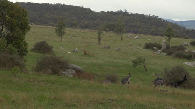Eastern Grey Kangaroo Jumping In Green Grassy Field In Rifle Range Lookout, Australia - Wide Shot