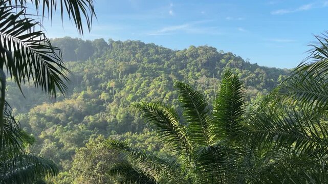 Sunlight over dense forest hills framed by palm leaves at Din Daeng Doi in Krabi Thailand with lush greenery, clear sky, and peaceful tropical landscape scenery