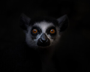 Close portrait of a lemur emerging from darkness. The direct eye contact and minimal light draw attention to the eyes and subtle facial details. © Dmytro