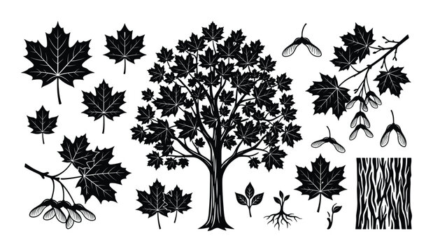 Set of maple tree and leaf elements in black silhouette on transparent background