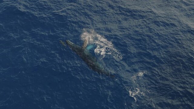 An aerial shot above a Humpback whale on the surface playing with spinner dolphins,  Kauai, HI