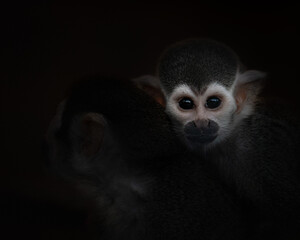 Obraz premium A young squirrel monkey resting closely against another, captured in soft low light.