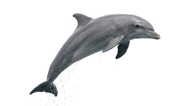 Jumping dolphin in mid air over ocean waves 4k, Generative AI