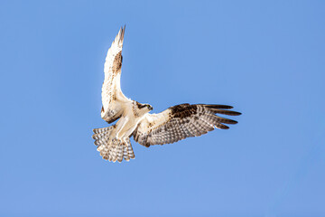 Fototapeta premium A wild Osprey (Pandion haliaetus) soars above the iconic Huntington Beach coastline in Southern California, a majestic raptor patrolling the Pacific shore on a clear day.