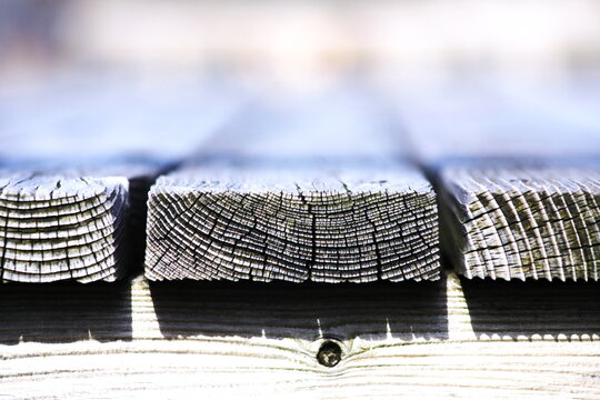 年輪がデザイン的な木道