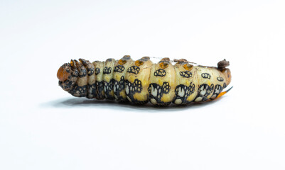 Fototapeta premium Hyles euphorbiae, the spurge hawk-moth, is a European moth of the family Sphingidae. Metamorphosis of the caterpillar before pupation.