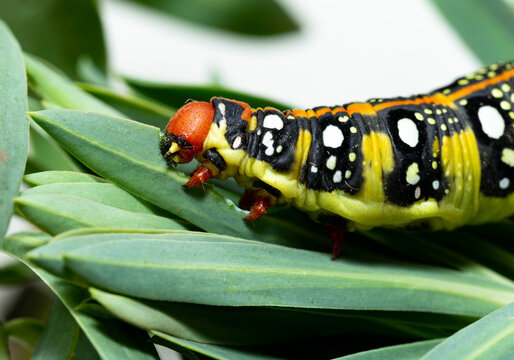 Hyles euphorbiae, the spurge hawk-moth, is a European moth of the family Sphingidae. The caterpillar eats the leaves of the Euphorbia virgata.