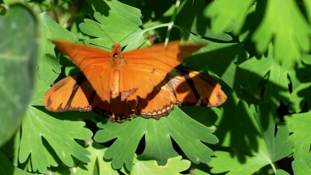 orange julia butterflies hover in courtship pheromone transfer