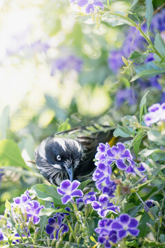 New Holland Honeyeater in a bush