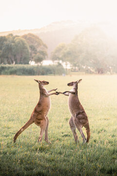 Two kangaroos playing in a field