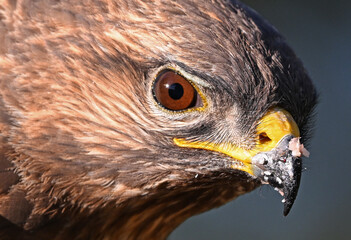 Naklejka premium a portrait of a common buzzard in the wild