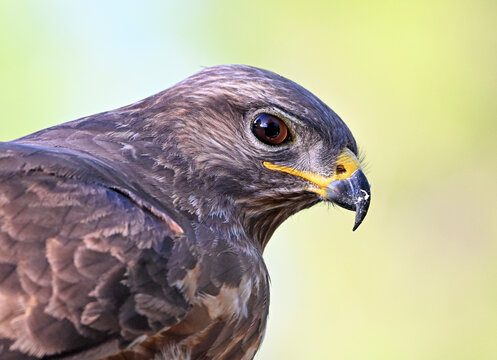 a portrait of a common buzzard in the wild
