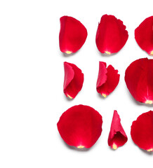 Fototapeta premium Rose petals on white background